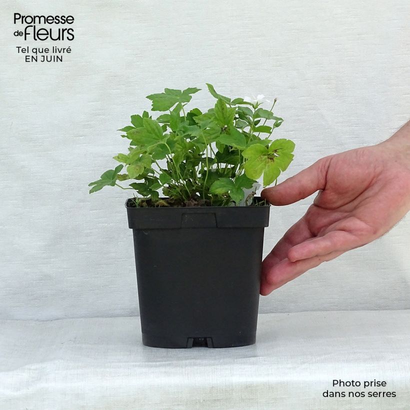 Geranium nodosum Silverwood 2L/3L pot sample as delivered in summer