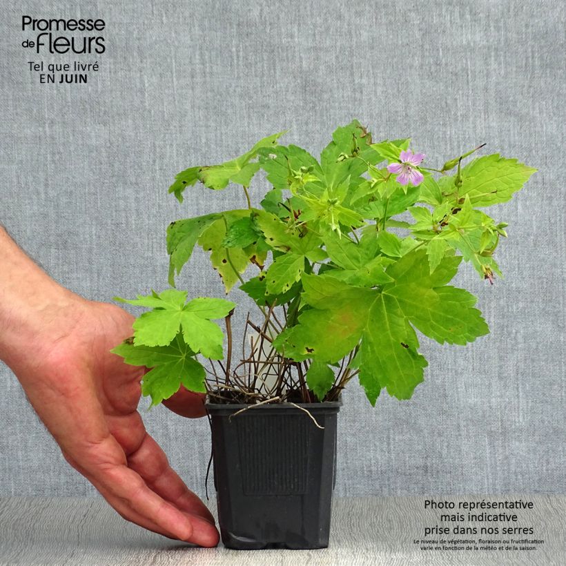 Geranium nodosum - Knotted cranesbill 8/9 cm pot sample as delivered in summer