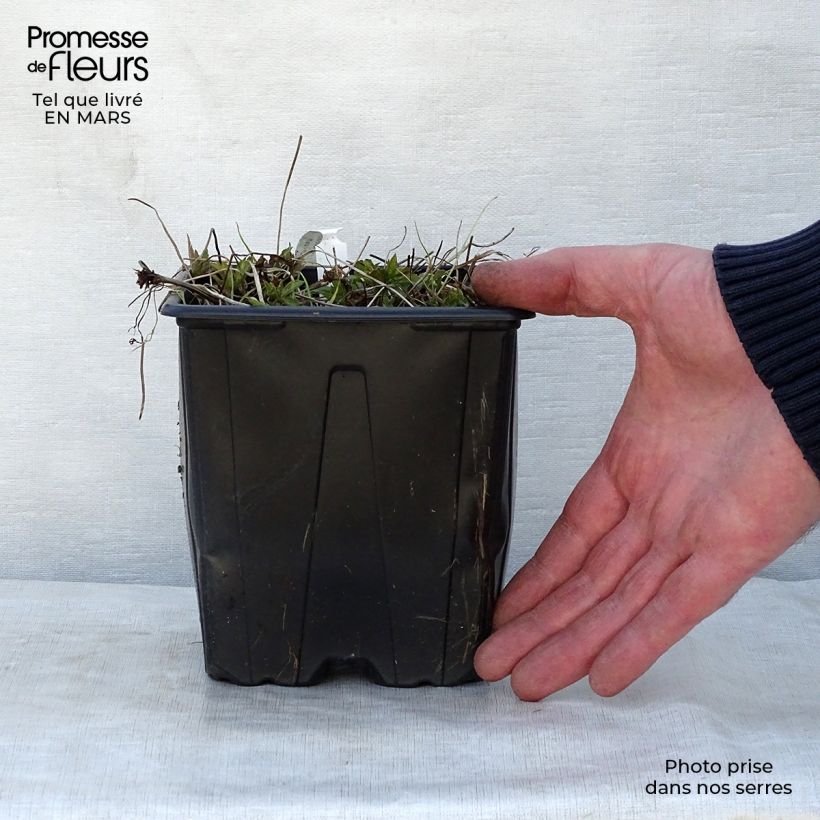 Geranium nodosum - Knotted cranesbill 2L/3L pot sample as delivered in spring