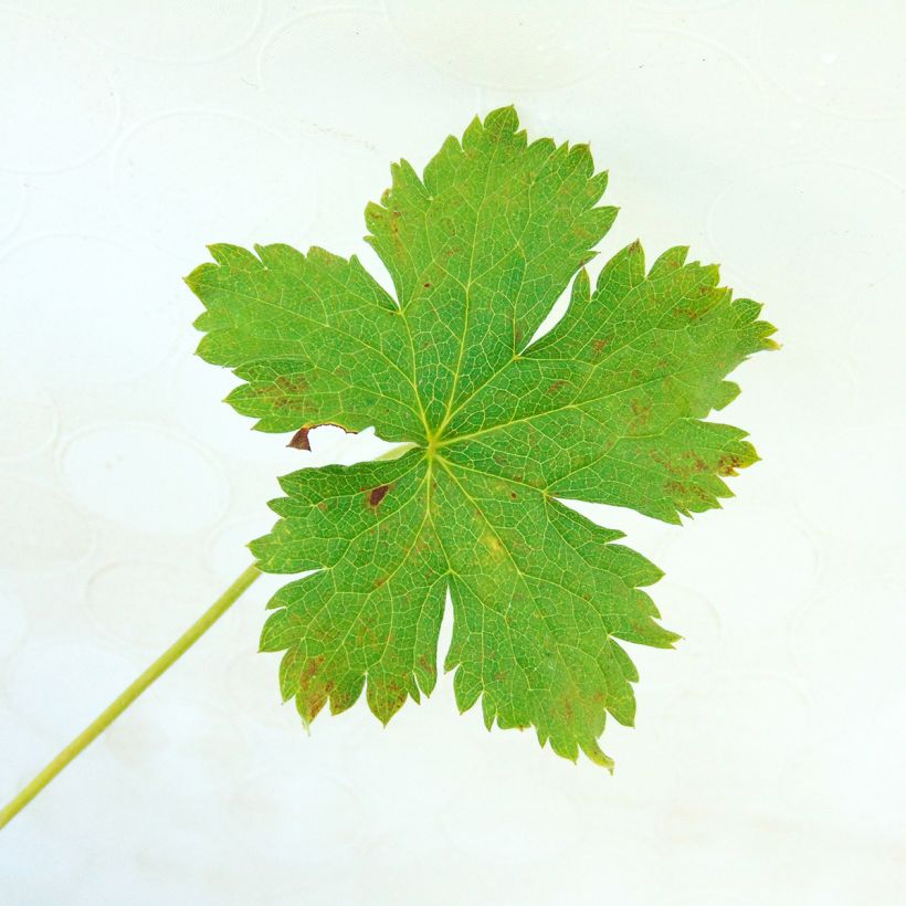 Geranium oxonianum Claridge Druce (Foliage)