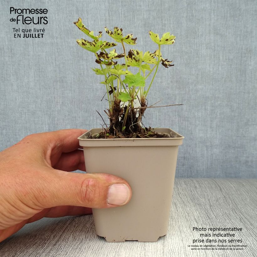 Geranium oxonianum Claridge Druce 8/9 cm pot sample as delivered in summer