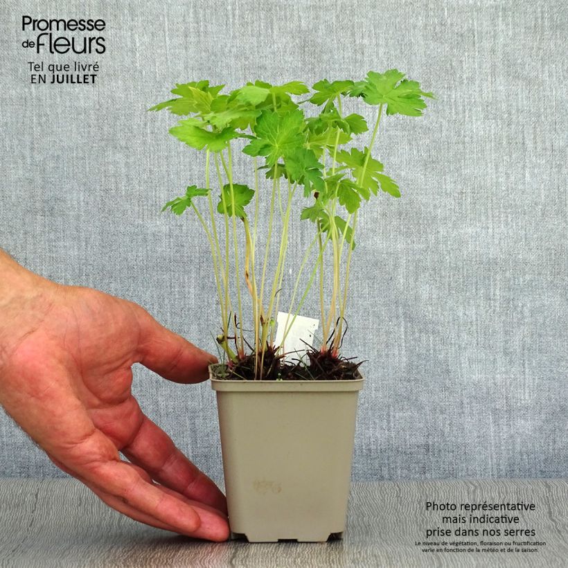 Geranium oxonianum Hollywood 8/9 cm pot sample as delivered in summer
