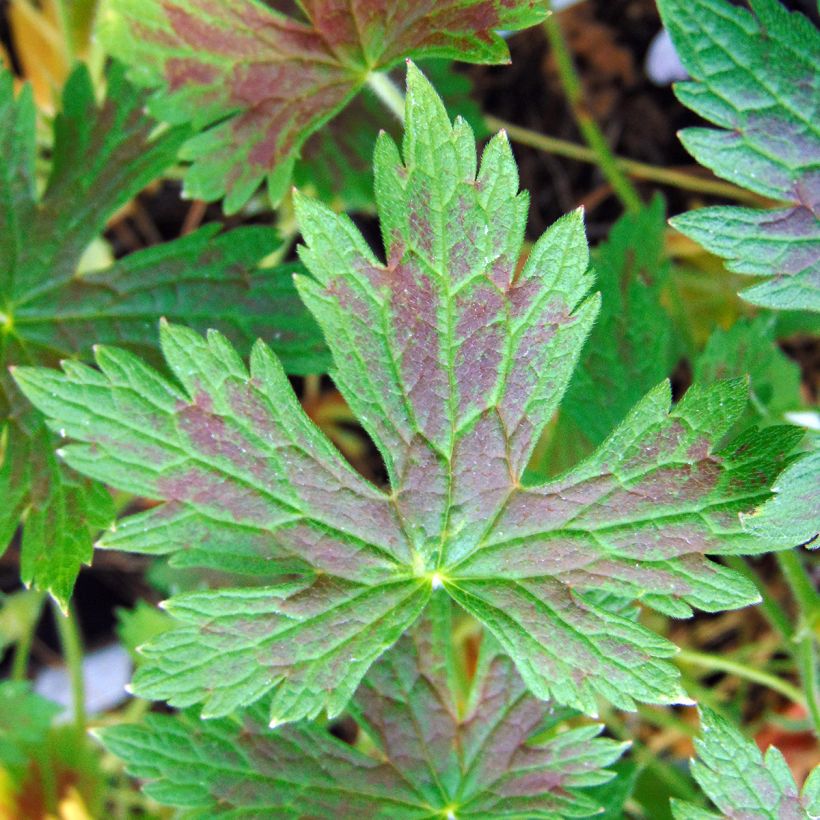 Geranium oxonianum Katherine Adele (Foliage)