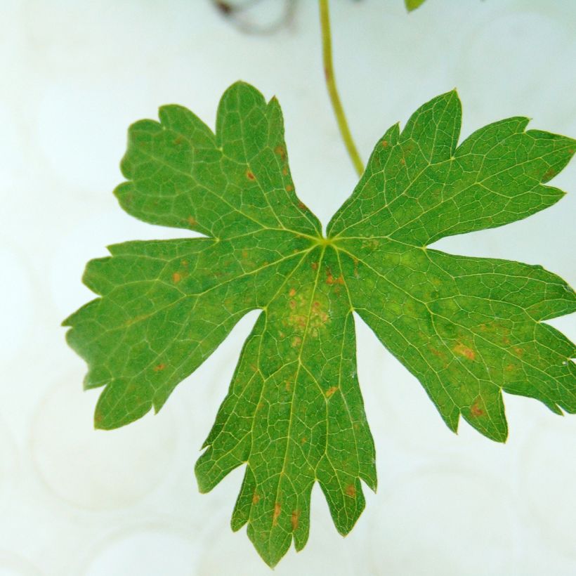 Geranium oxonianum Rosenlicht (Foliage)