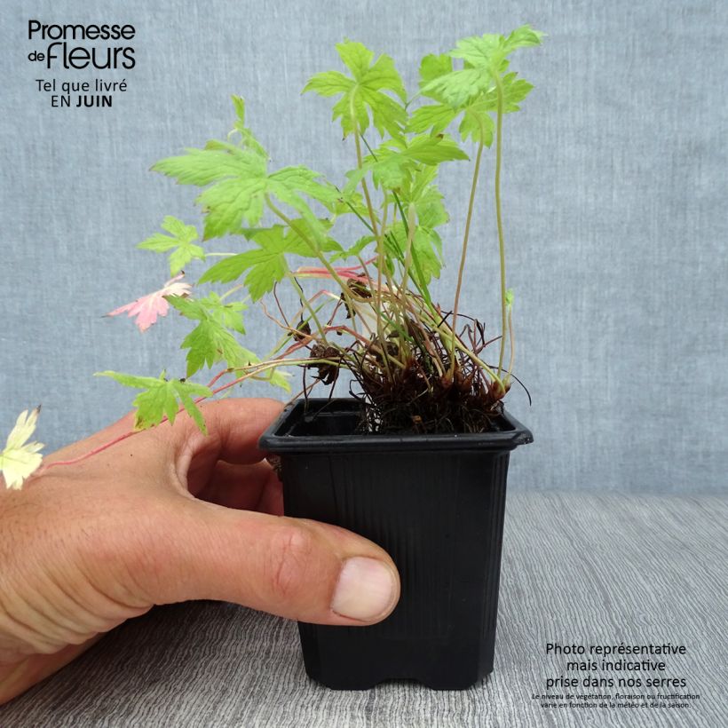 Geranium oxonianum Rosenlicht 8/9 cm pot sample as delivered in summer