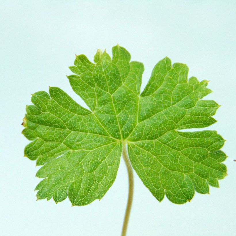 Geranium  oxonianum f. thurstonianum Southcombe Double (Foliage)