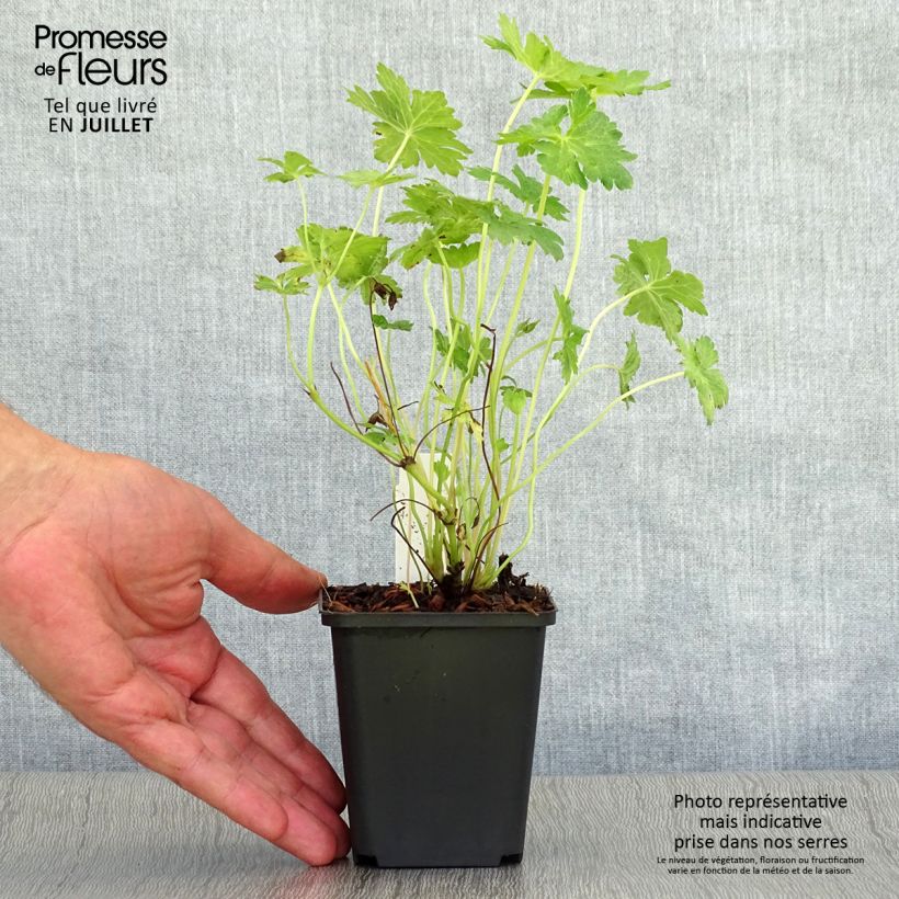 Geranium  oxonianum f. thurstonianum Southcombe Double 8/9 cm pot sample as delivered in summer