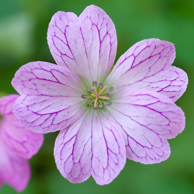 Geranium oxonianum Walters Gift (Flowering)