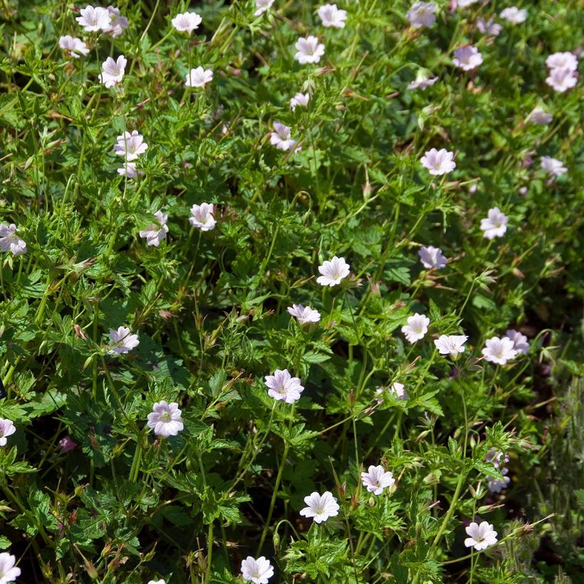 Geranium oxonianum Walters Gift (Plant habit)