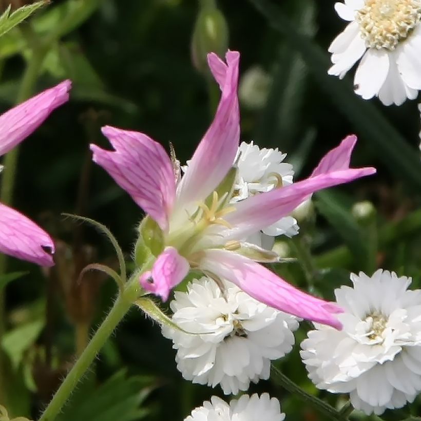 Geranium oxonianum f. thurstonianum (Flowering)