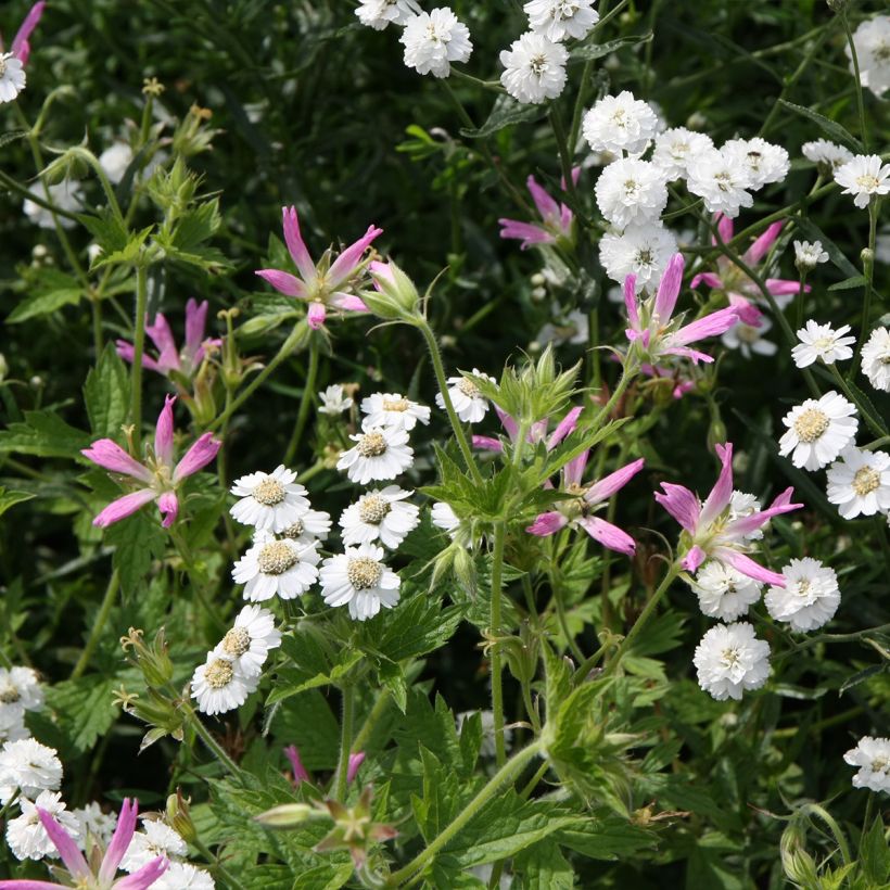 Geranium oxonianum f. thurstonianum (Plant habit)