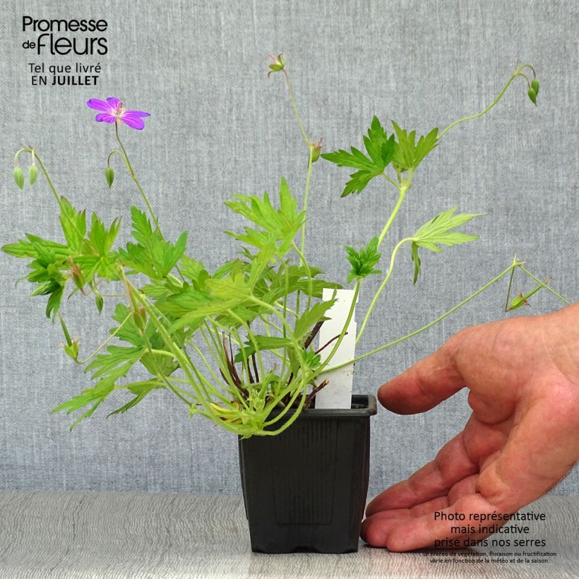 Geranium palustre 8/9 cm pot sample as delivered in summer