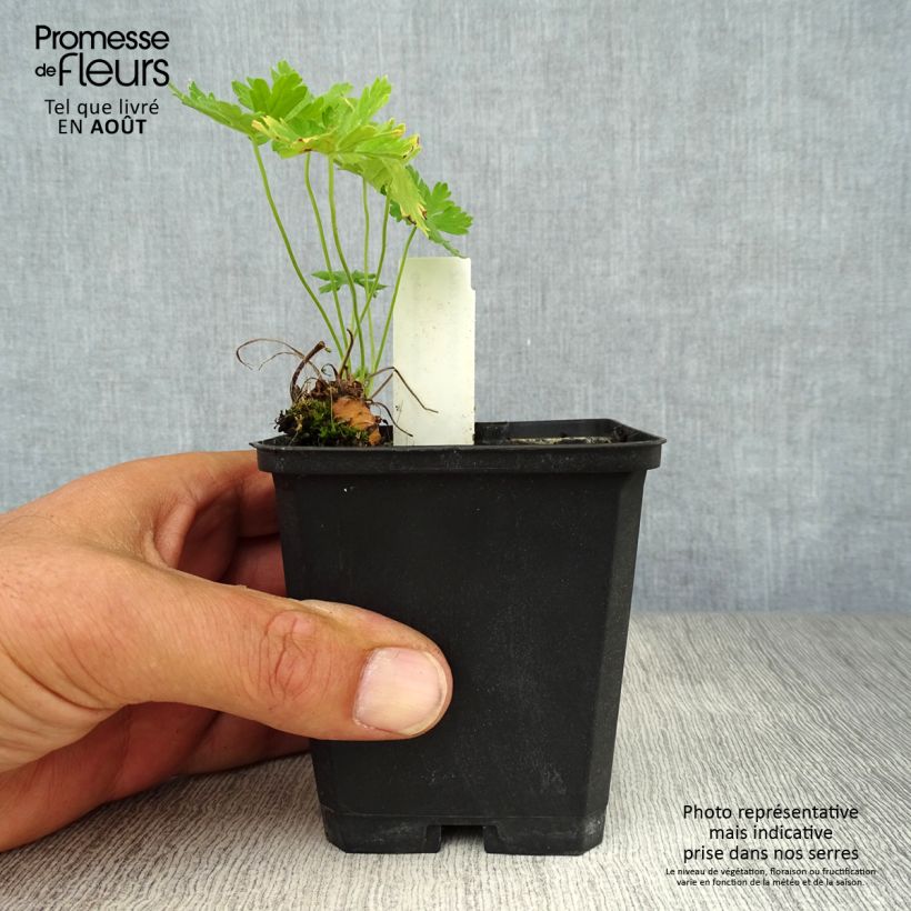 Geranium phaeum Album 8/9 cm pot sample as delivered in summer