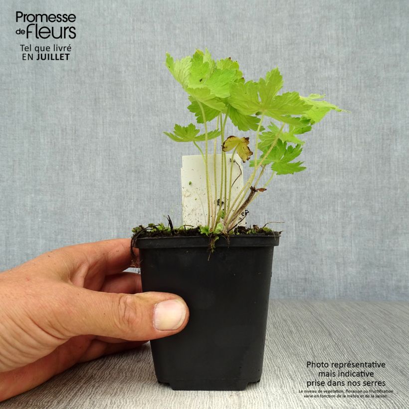 Mourning Widow - Geranium phaeum 8/9 cm pot sample as delivered in summer
