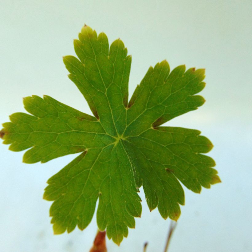 Geranium phaeum Golden Spring (Foliage)