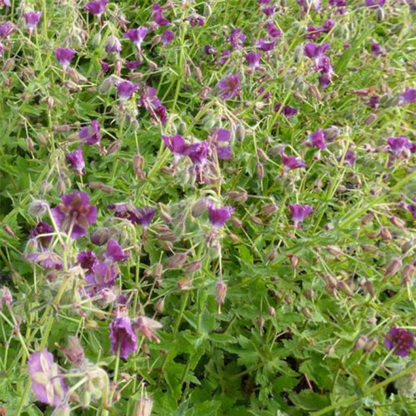 Geranium phaeum Golden Spring (Flowering)