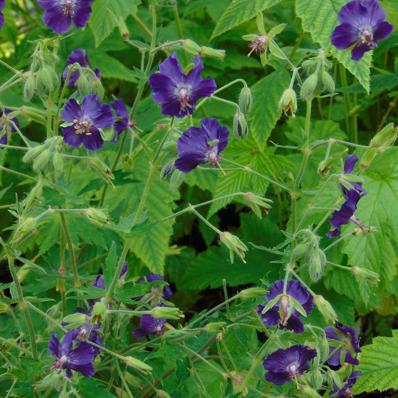 Geranium phaeum Lily Lovell (Plant habit)