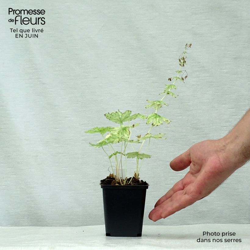 Geranium phaeum Margaret Wilson 8/9 cm pot sample as delivered in summer