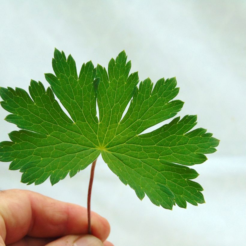 Geranium phaeum Mourning Widow (Foliage)