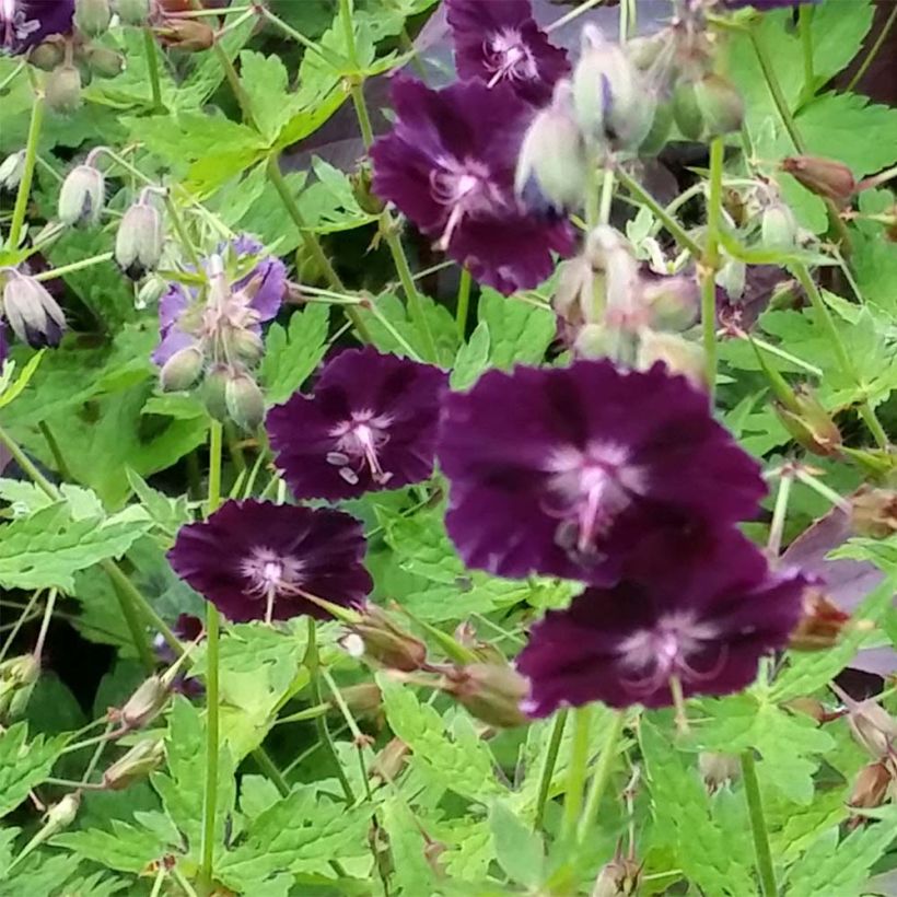 Geranium phaeum Raven (Flowering)