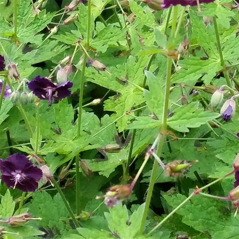 Geranium phaeum Raven (Foliage)