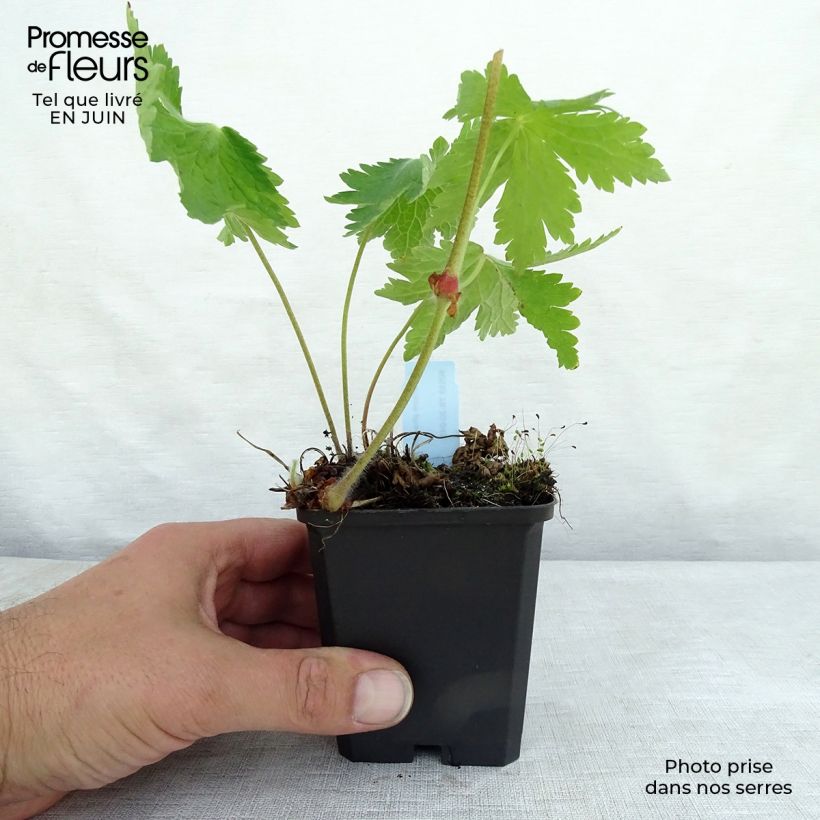 Geranium phaeum Raven 8/9 cm pot sample as delivered in summer