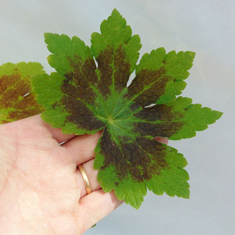 Geranium phaeum Samobor (Foliage)