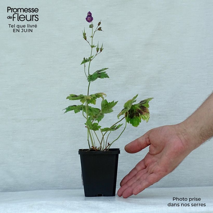 Geranium phaeum Samobor 8/9 cm pot sample as delivered in summer