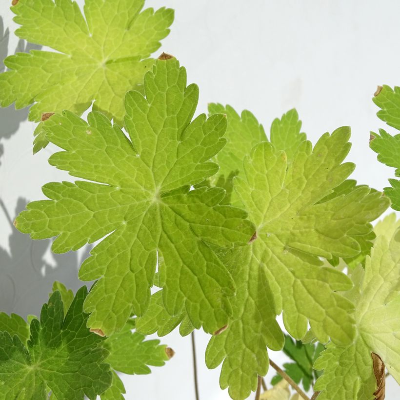 Geranium phaeum var lividum (Foliage)