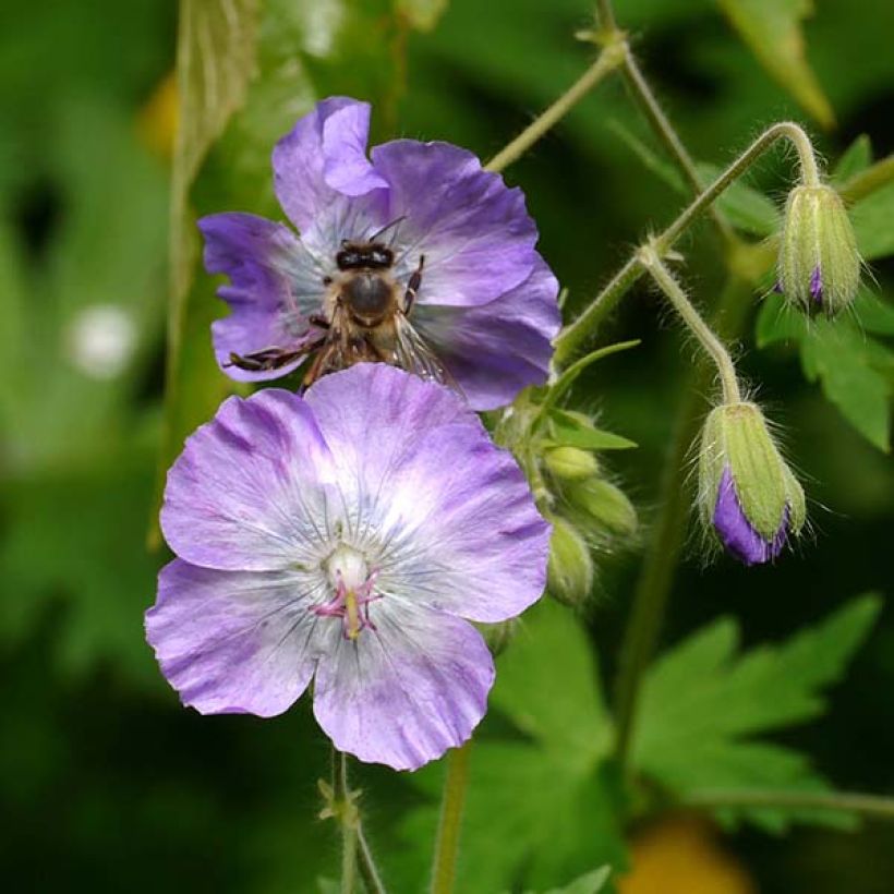 Geranium phaeum var lividum (Flowering)