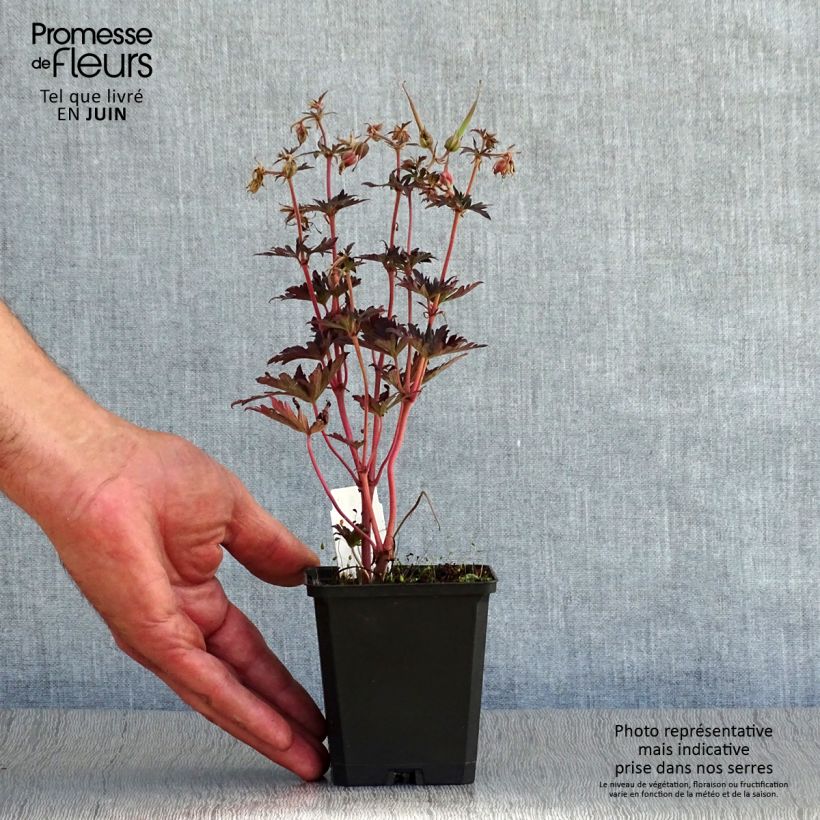 Geranium pratense Black n white Army 8/9 cm pot sample as delivered in summer