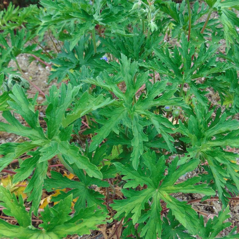 Geranium pratense Cloud Nine (Foliage)