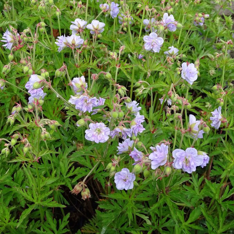 Geranium pratense Cloud Nine (Plant habit)