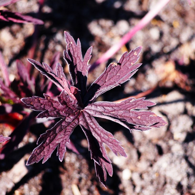 Geranium pratense Dark Reiter (Foliage)