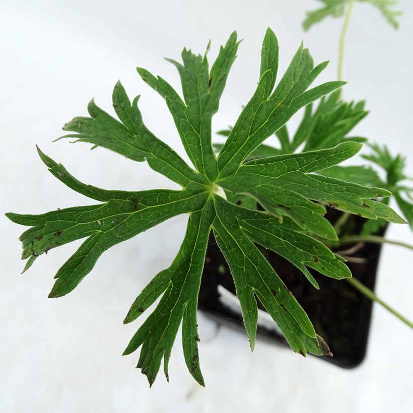 Geranium pratense f. albiflorum Galactic (Foliage)