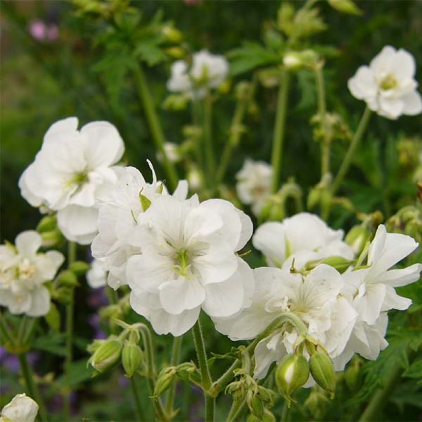 Geranium pratense Laura (Flowering)
