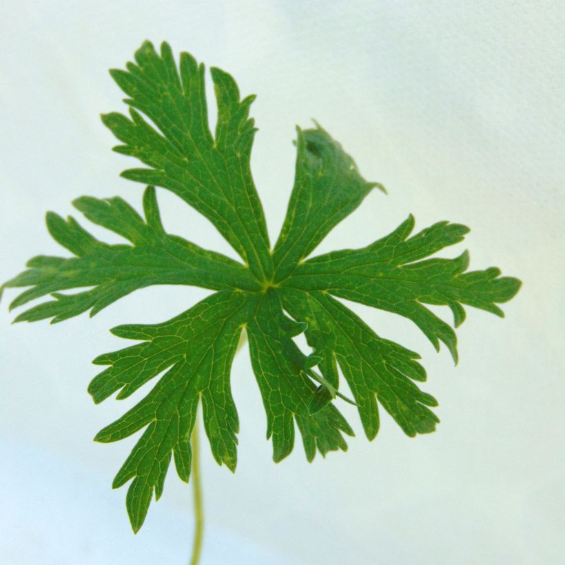 Geranium pratense Laura (Foliage)