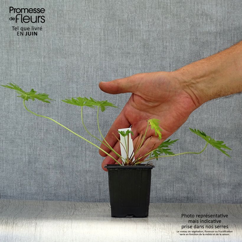 Geranium pratense Laura 8/9 cm pot sample as delivered in summer