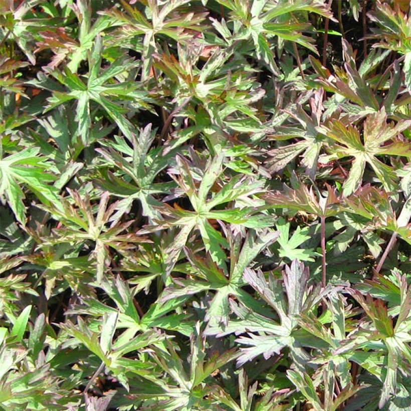 Geranium pratense Marshmallow (Foliage)