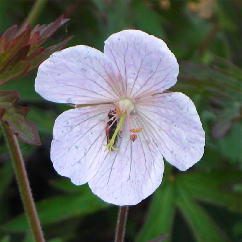 Geranium pratense Marshmallow (Flowering)