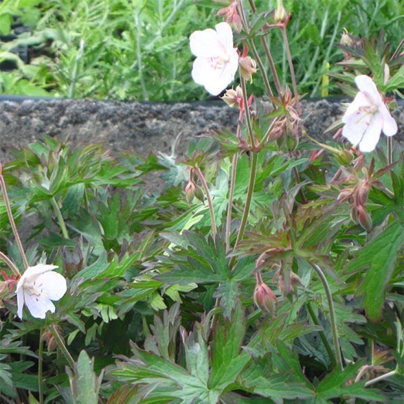 Geranium pratense Marshmallow (Plant habit)