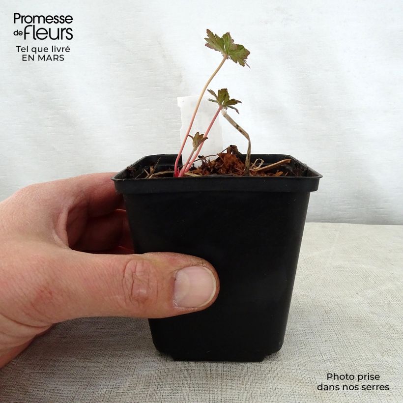 Geranium pratense Marshmallow sample as delivered in spring