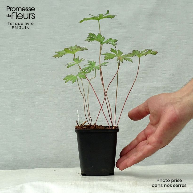 Geranium pratense Marshmallow 8/9 cm pot sample as delivered in summer