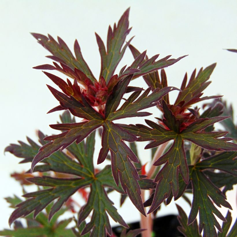 Geranium pratense Midnight Reiter (Foliage)