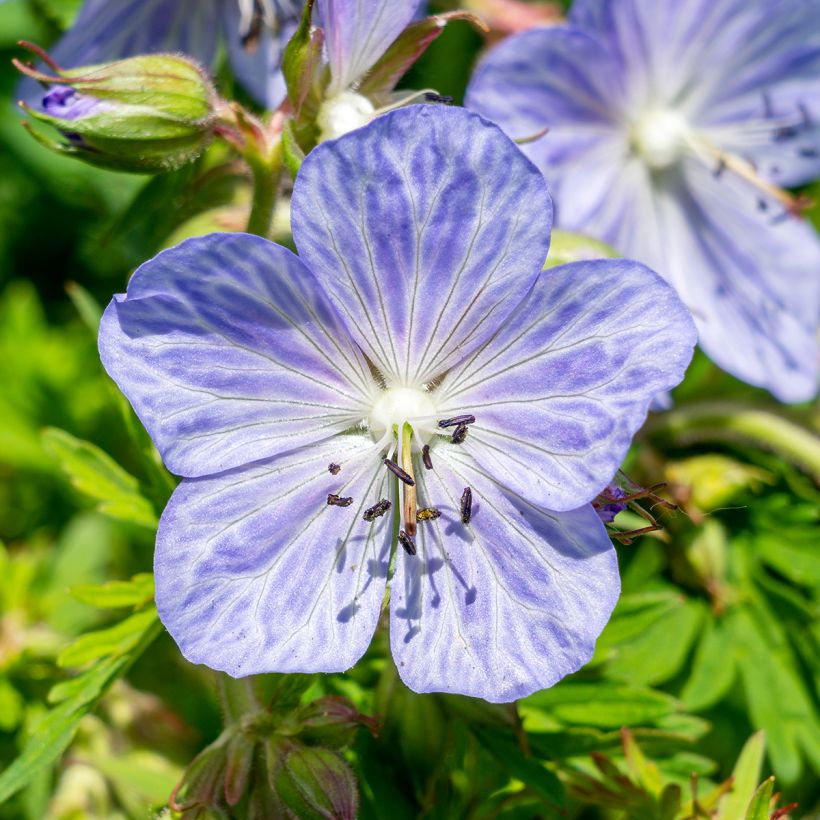 Geranium pratense Mrs Kendall Clark (Flowering)