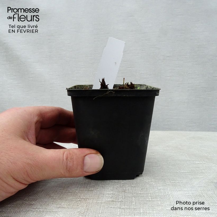 Geranium pratense New Dimensions 8/9 cm pot sample as delivered in winter