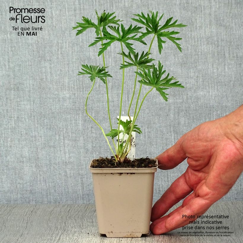 Geranium pratense Plenum Album 8/9 cm pot sample as delivered in spring