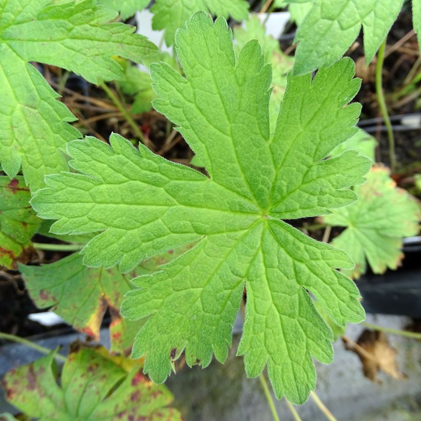 Geranium pratense Plenum Violaceum (Foliage)