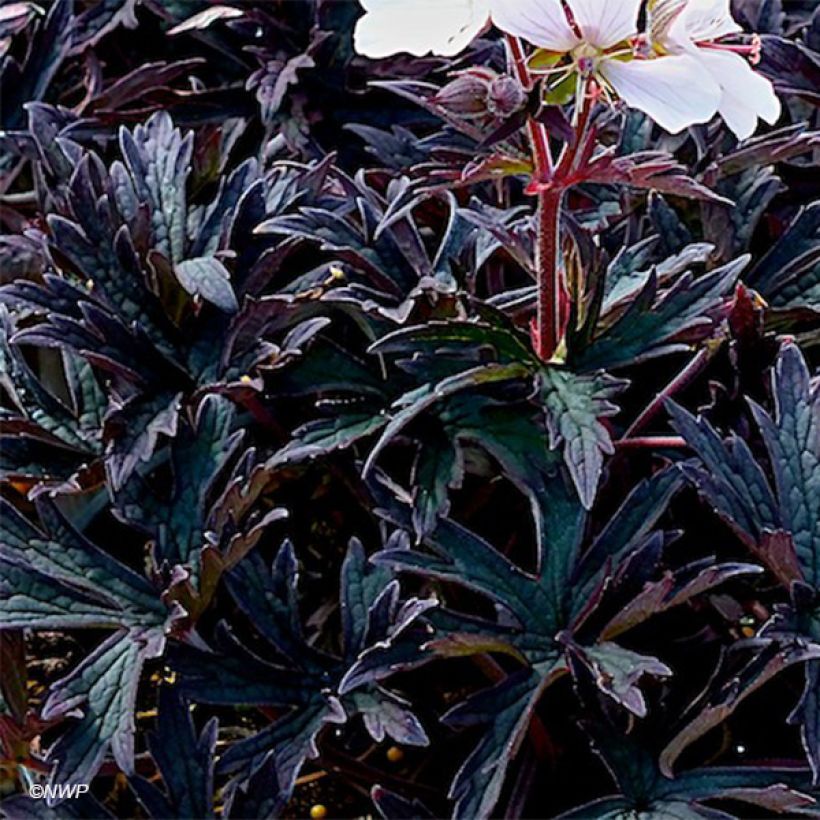 Geranium pratense Purple Ghost (Foliage)