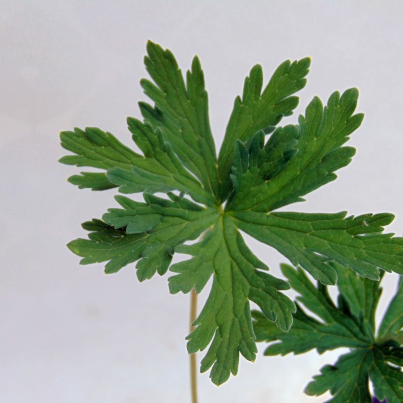 Geranium pratense Splish Splash (Foliage)